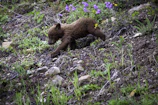 A playful bear cub tumbling in fresh green grass under soft sunlight.