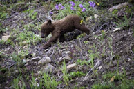 A young Andean bear cub exploring the forest floor covered in fallen leaves and ferns.