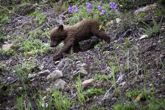 A young Andean bear cub exploring the forest floor covered in fallen leaves and ferns.