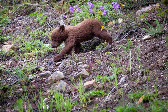 brown bear plush toy on green grass during daytime in Manning Park Canada