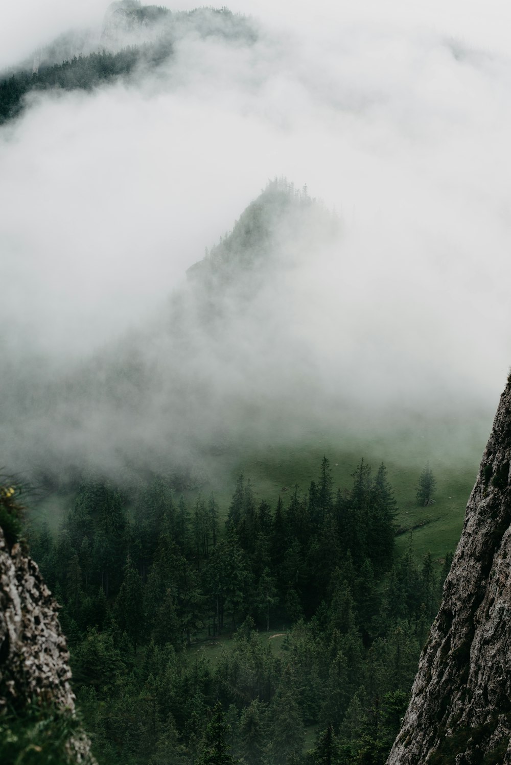 green trees covered with fog