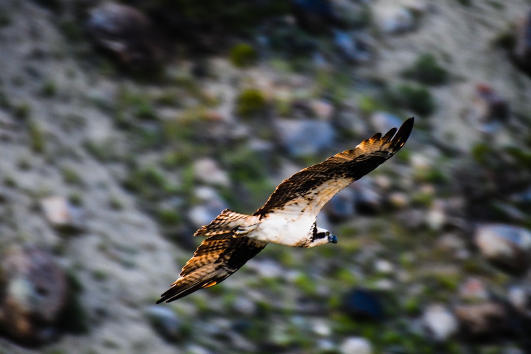 white and brown bird flying during daytime