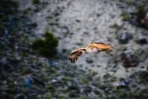 An osprey is captured mid-flight over a rocky and textured landscape with a blurred background. The bird displays sharp and focused details, highlighting its wings and feathers.
