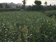 A serene field of spice plants stretching under a clear blue sky at dawn.
