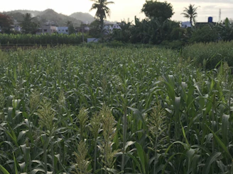 A serene field of spice plants stretching under a clear blue sky at dawn.