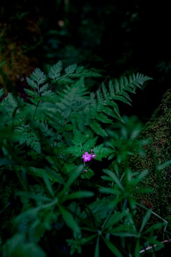 purple flower with green leaves