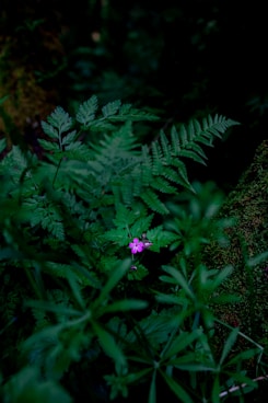 purple flower with green leaves