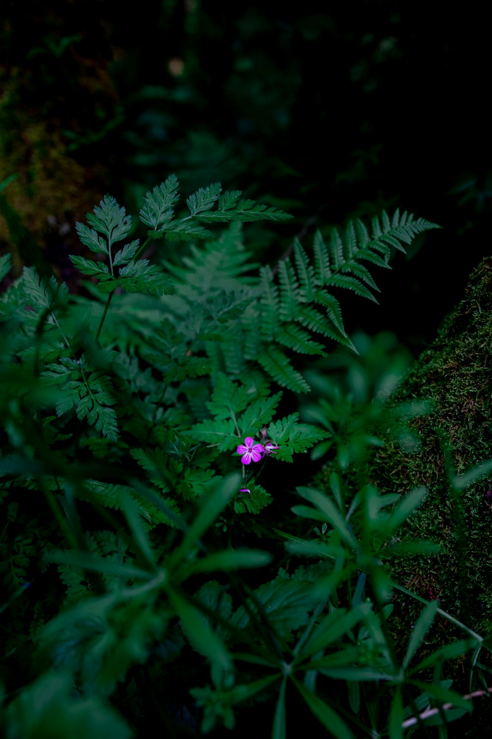 purple flower with green leaves