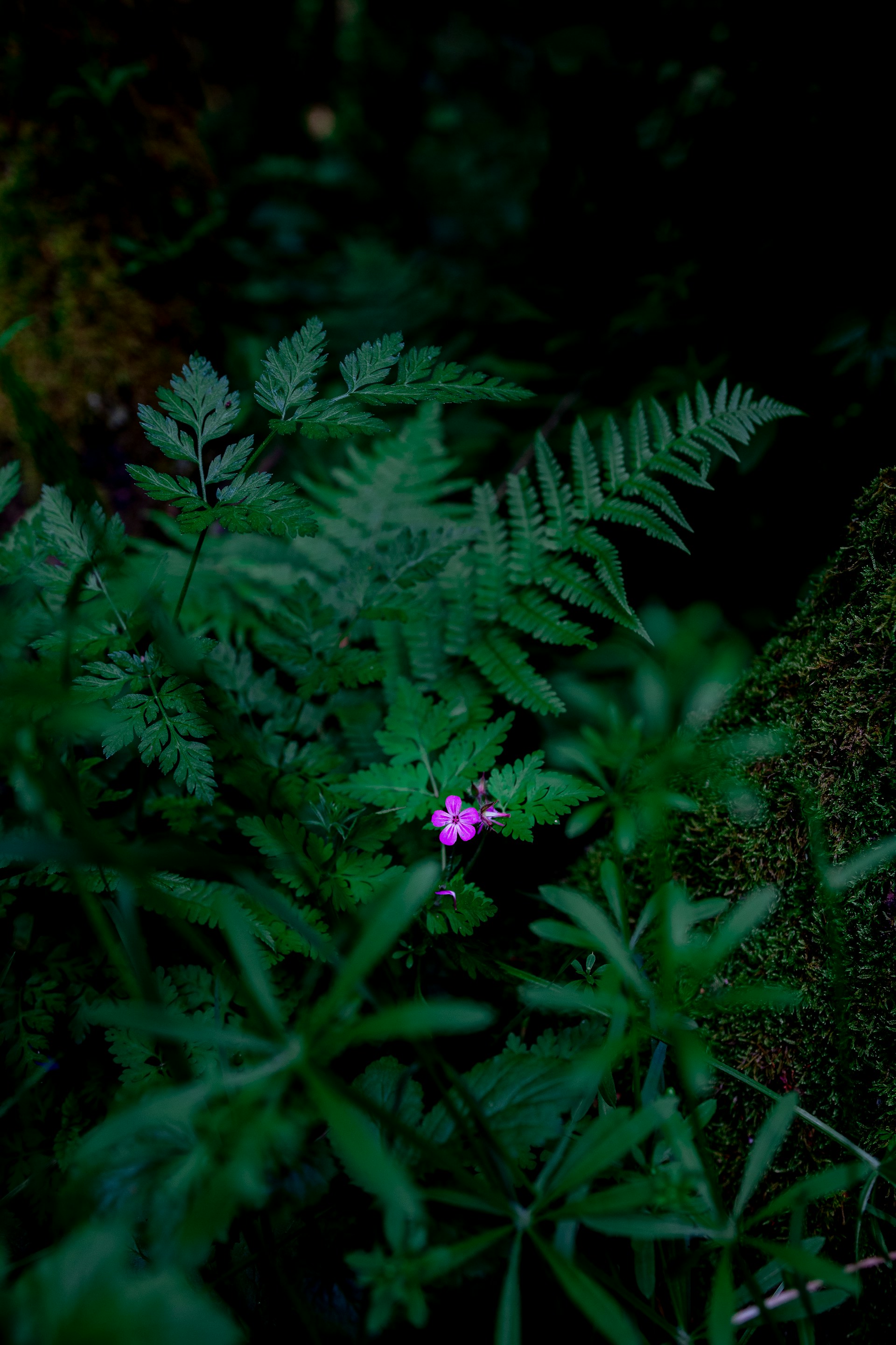 purple flower with green leaves