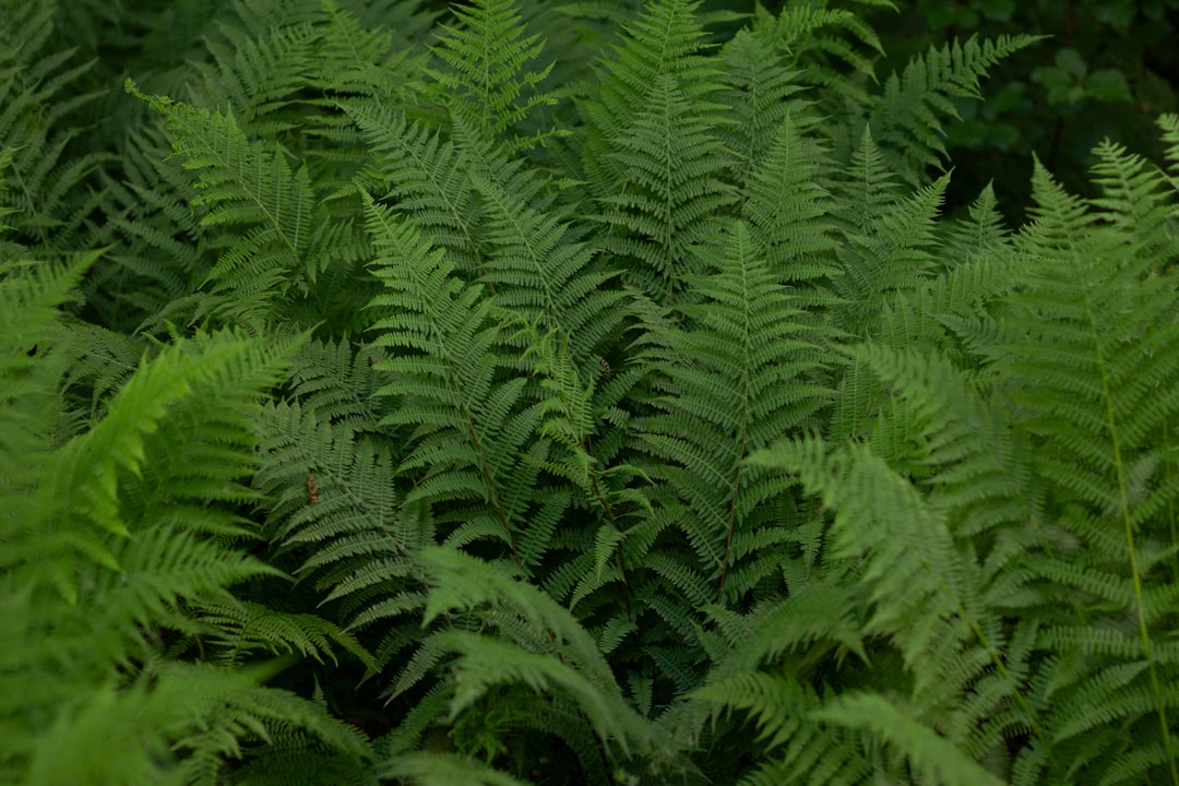 green fern plant during daytime