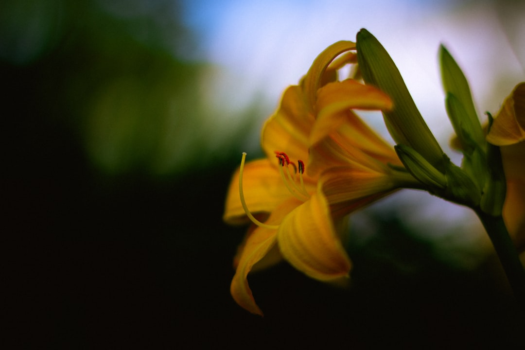 yellow flower in tilt shift lens