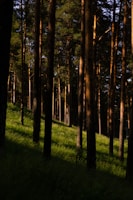 A sunlit South African pine plantation with rows of tall, healthy trees.