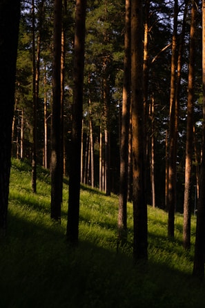 A sunlit South African pine plantation with rows of tall, healthy trees.