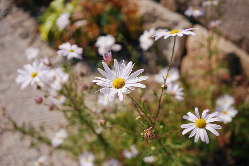 white and yellow daisy flowers