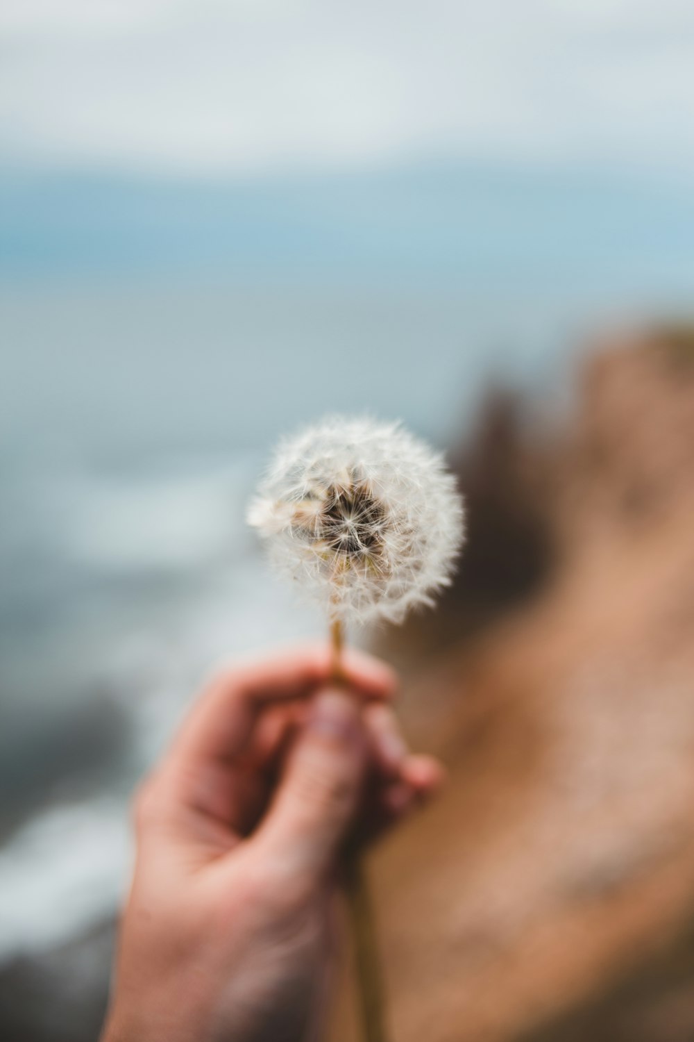 person holding white dandelion during daytime