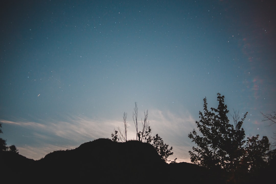 silhouette of trees on hill during sunset