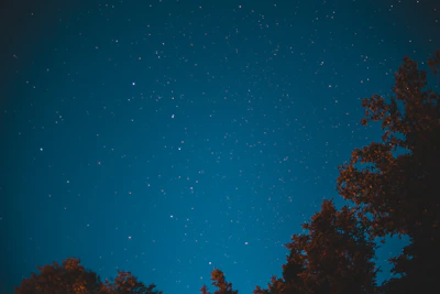 green trees under blue sky during night time