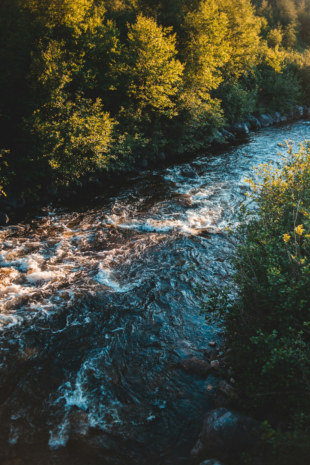 green trees beside river during daytime