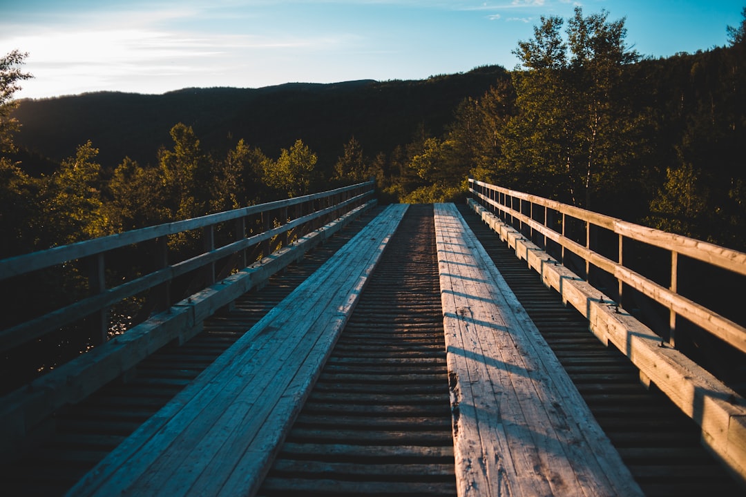 brown wooden bridge over green trees during daytime