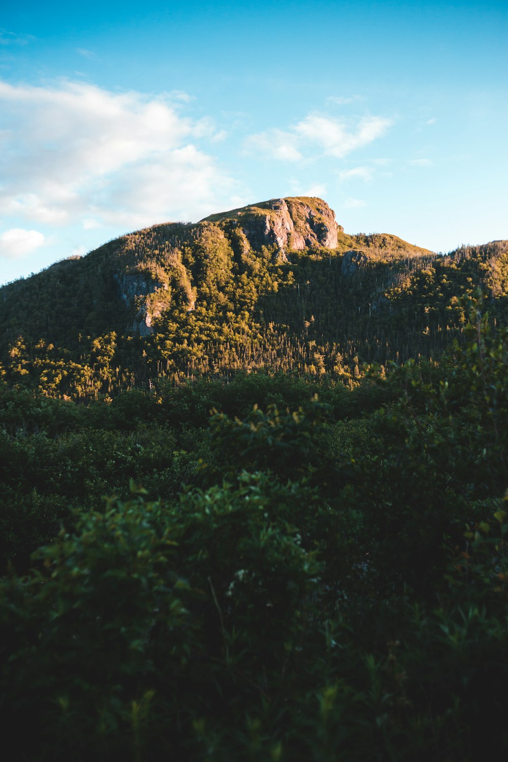 green trees near brown mountain under blue sky during daytime