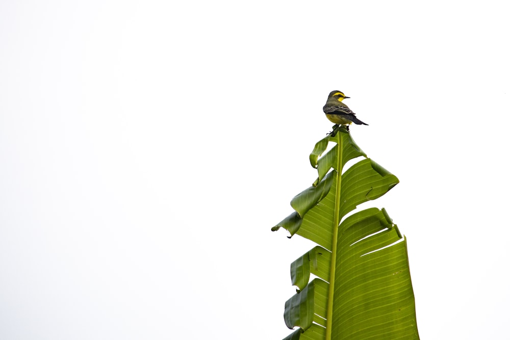 brown and black bird on green leaf during daytime