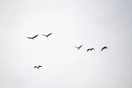 flock of birds flying under white clouds during daytime