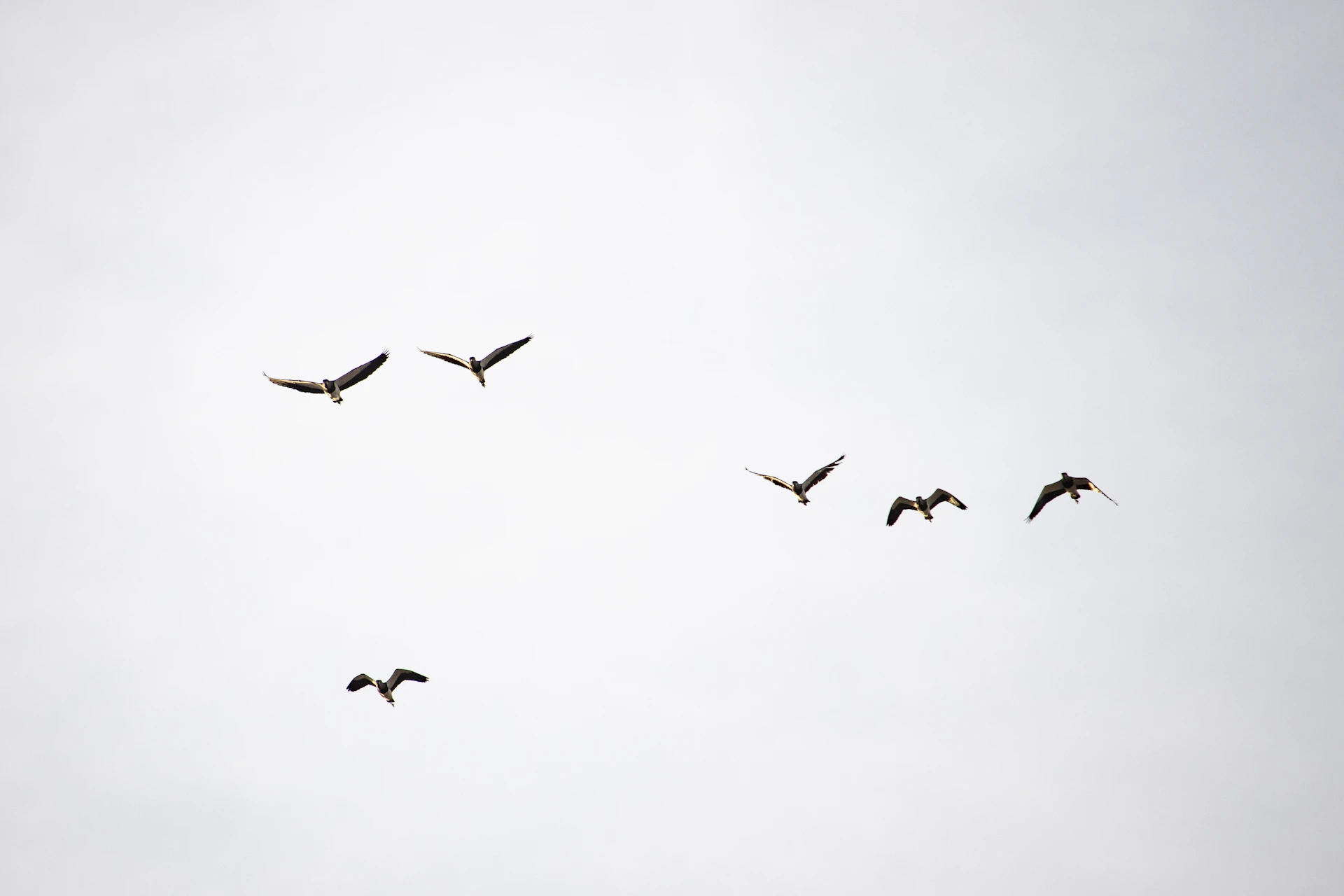 flock of birds flying under white clouds during daytime