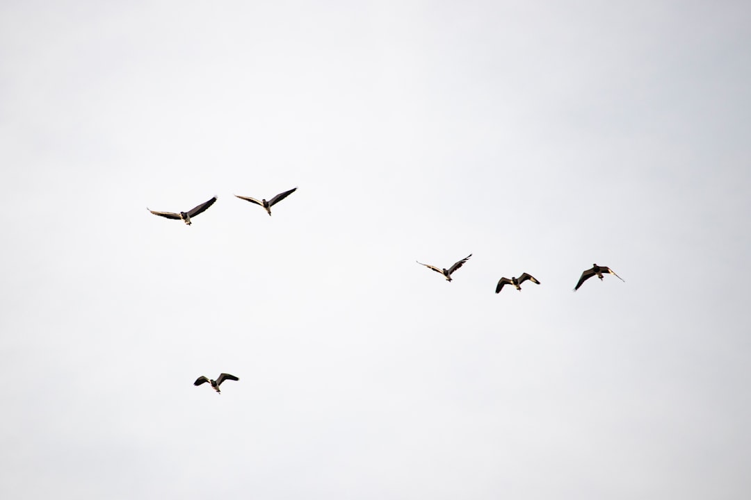 birds flying through the sky