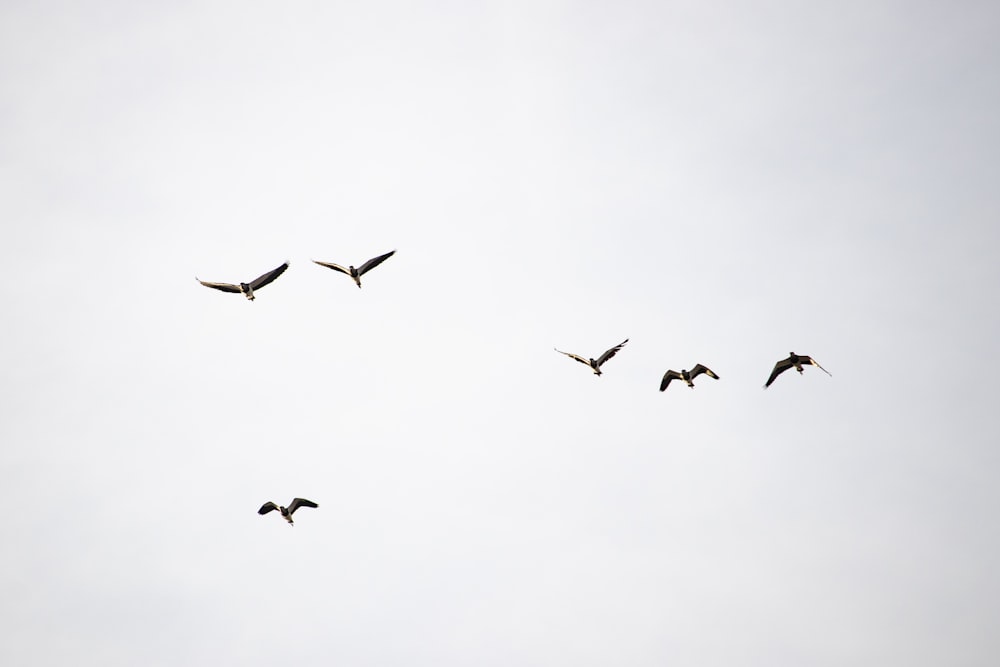 flock of birds flying under white clouds during daytime