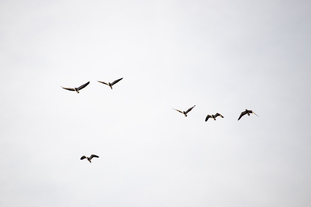 Vogelschwarm, der tagsüber unter weißen Wolken fliegt
