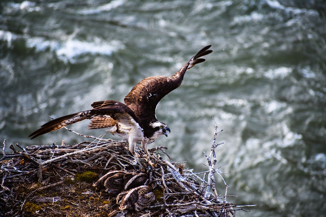 brown and white eagle on brown tree branch