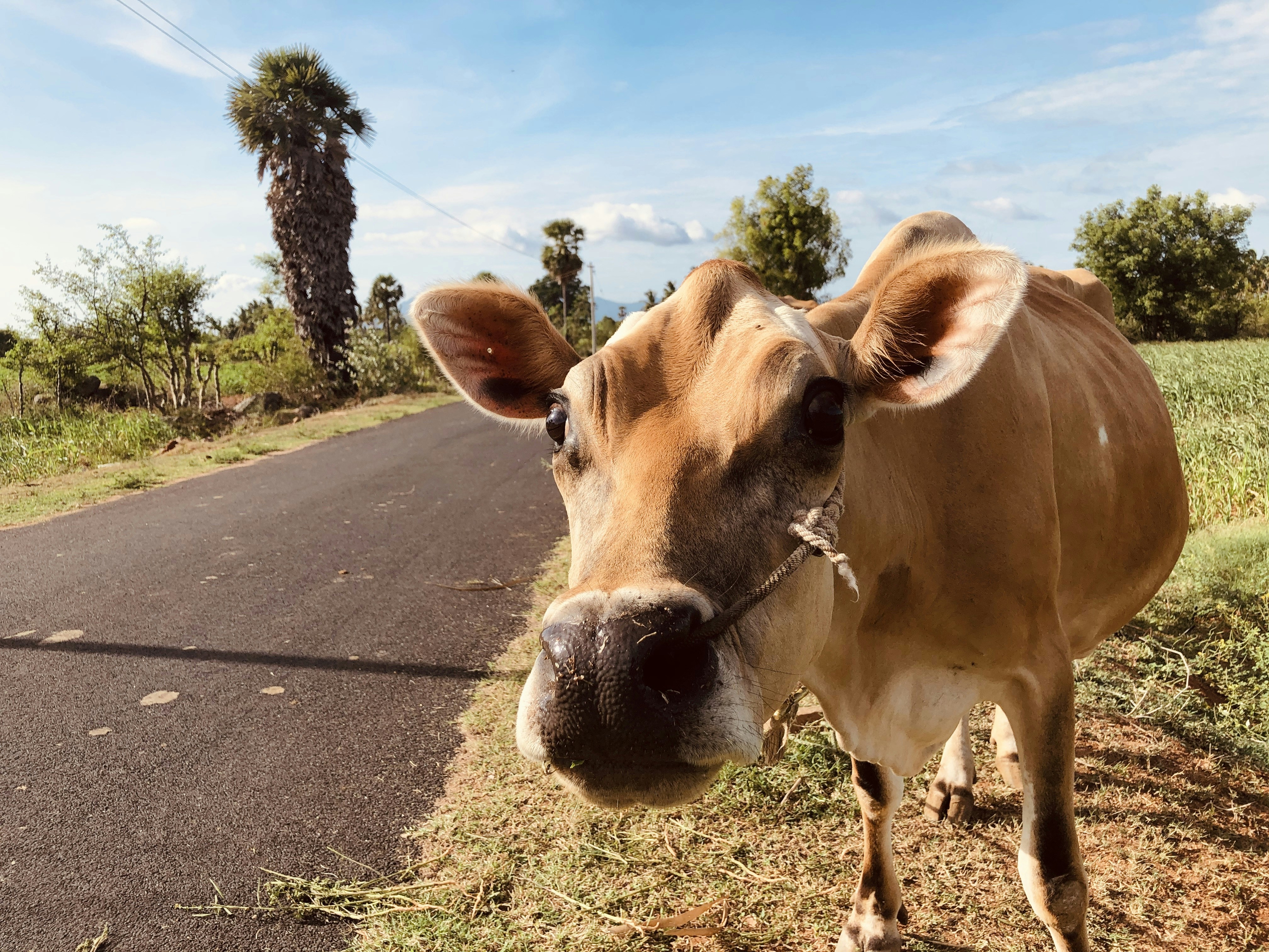 brown cow on gray asphalt road during daytime
