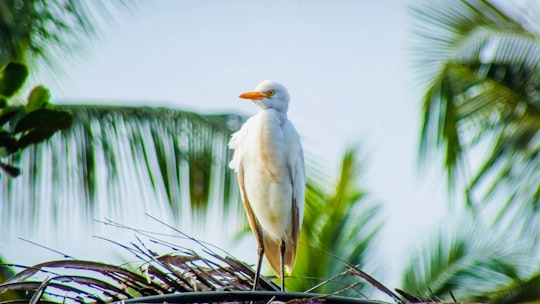 white bird on black metal fence during daytime in Palacode India