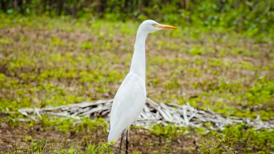 white bird on brown wooden log during daytime in Palacode India