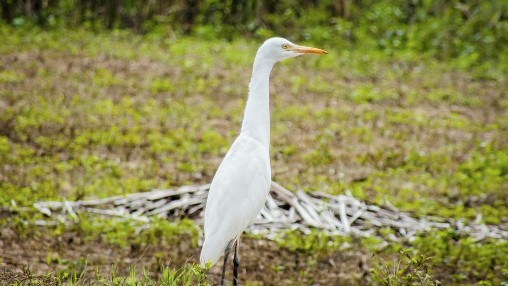 white bird on brown wooden log during daytime