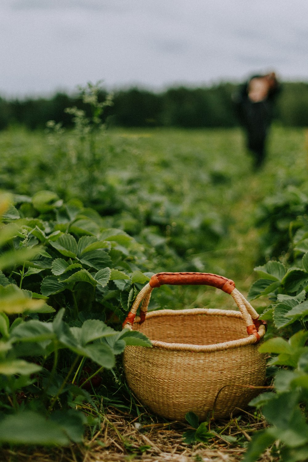 brown woven basket on green plants during daytime