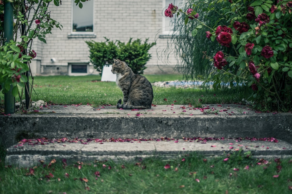 brown tabby cat sitting on the ground