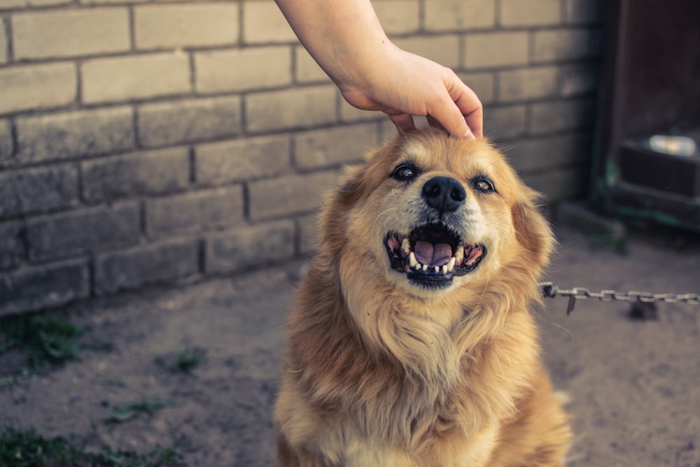 person holding brown long coated dog