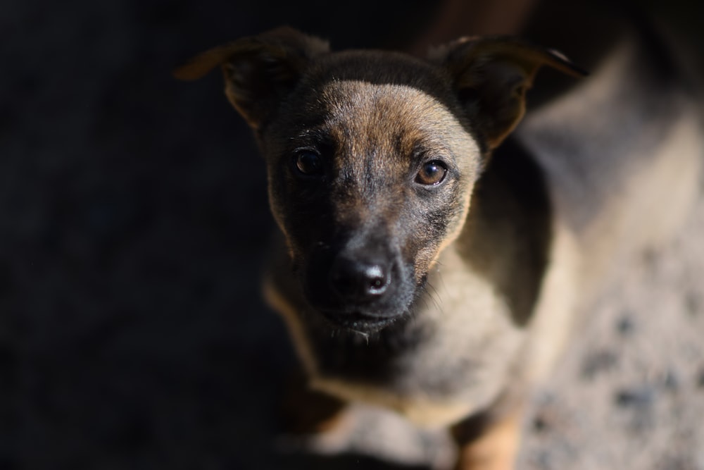 brown and black short coated dog