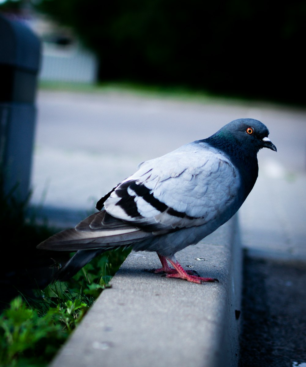 black and white bird on gray concrete surface