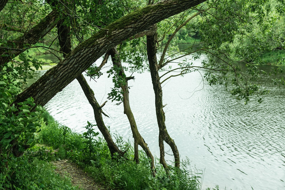 brown tree trunk near body of water during daytime