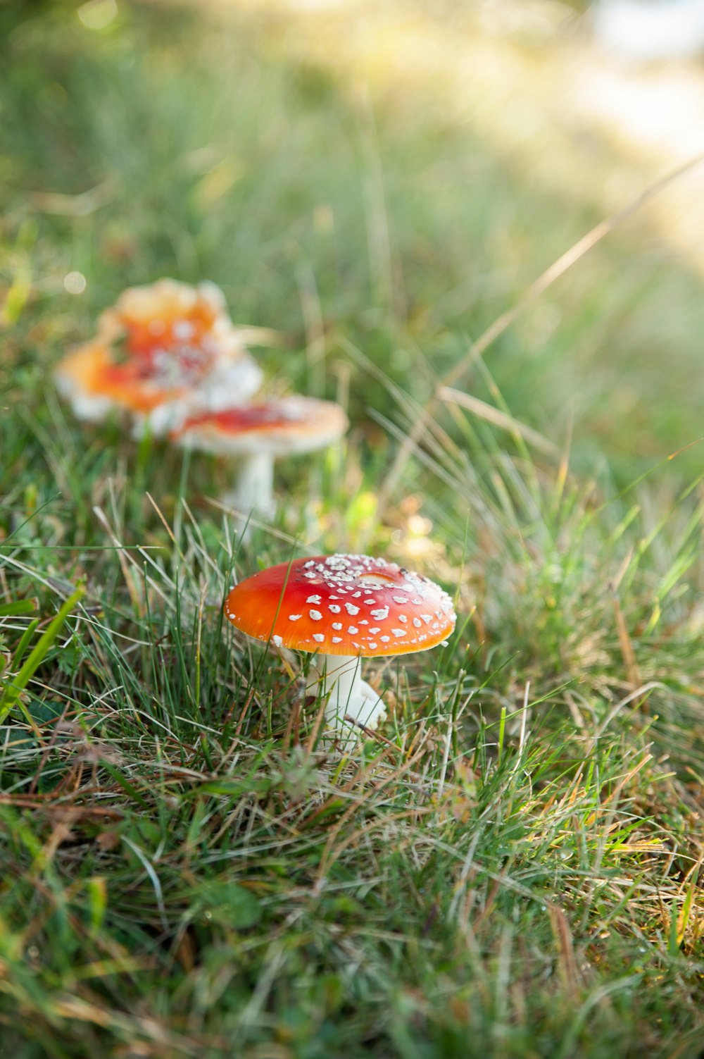 red and white mushroom in green grass field