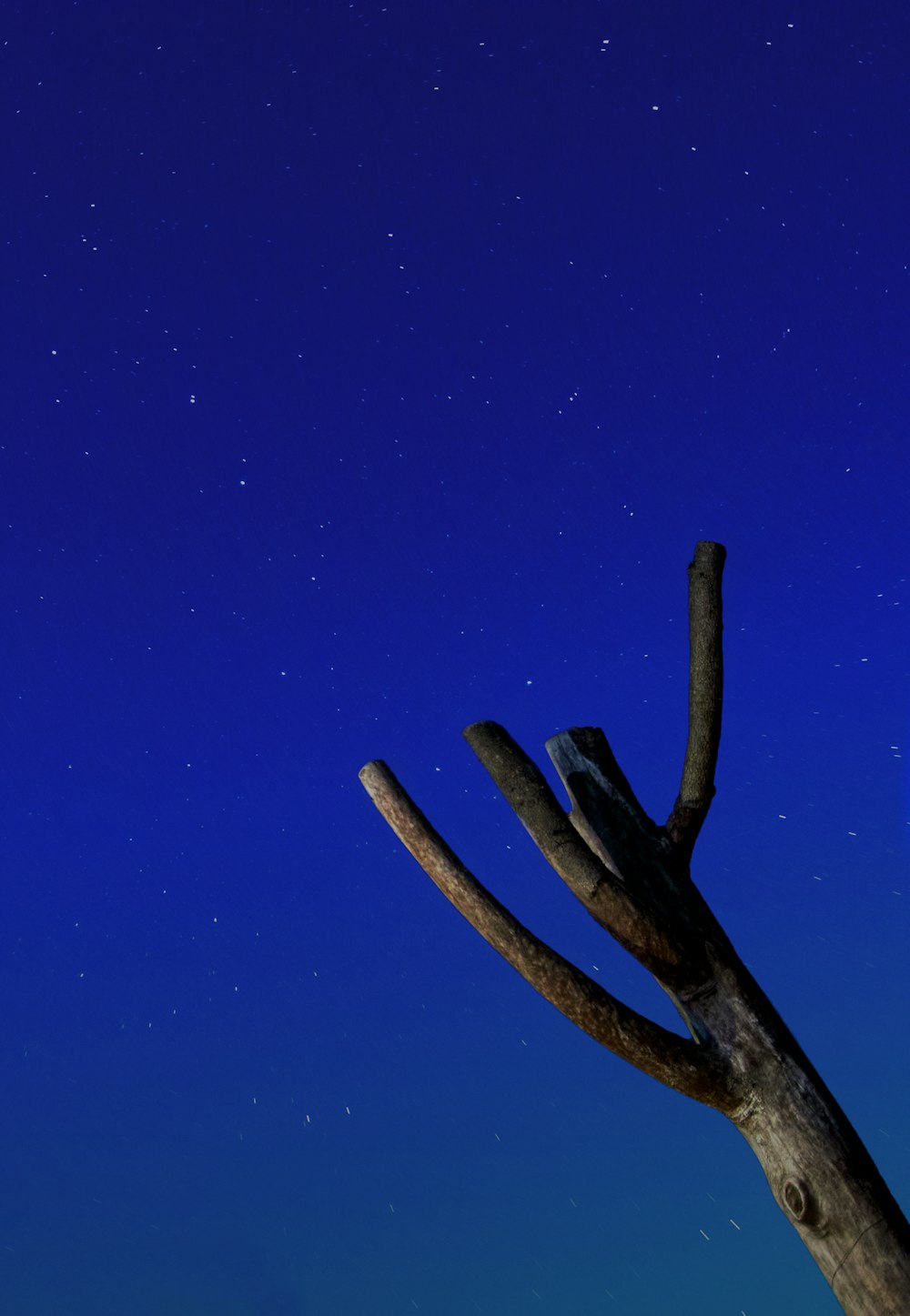 brown tree branch under blue sky