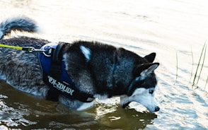 black and white siberian husky