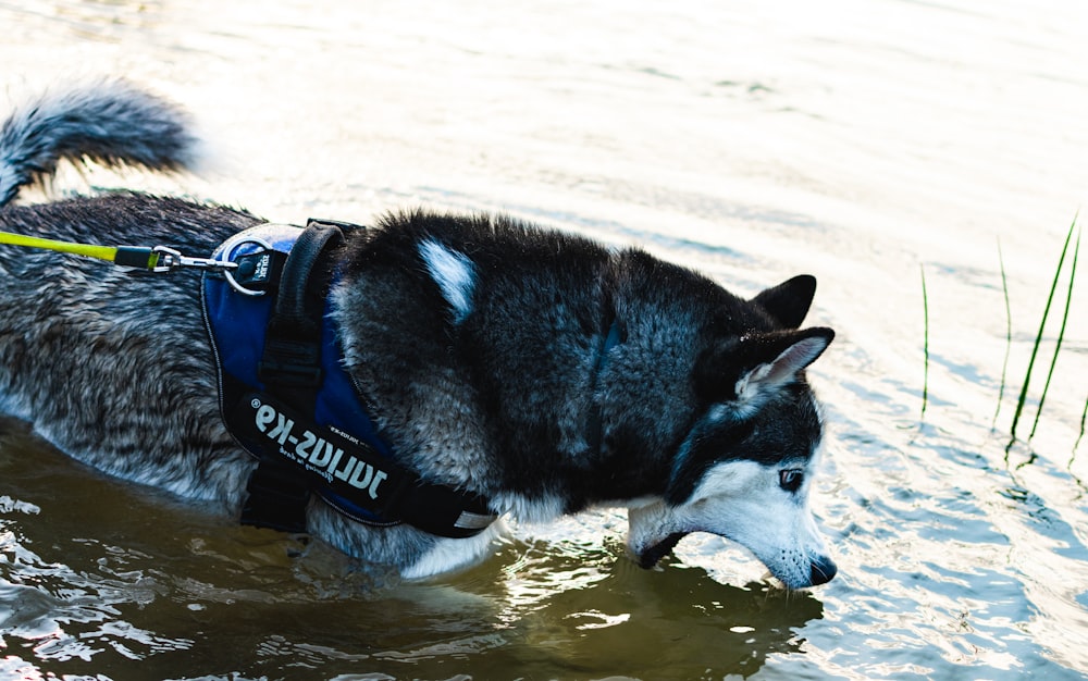 black and white siberian husky