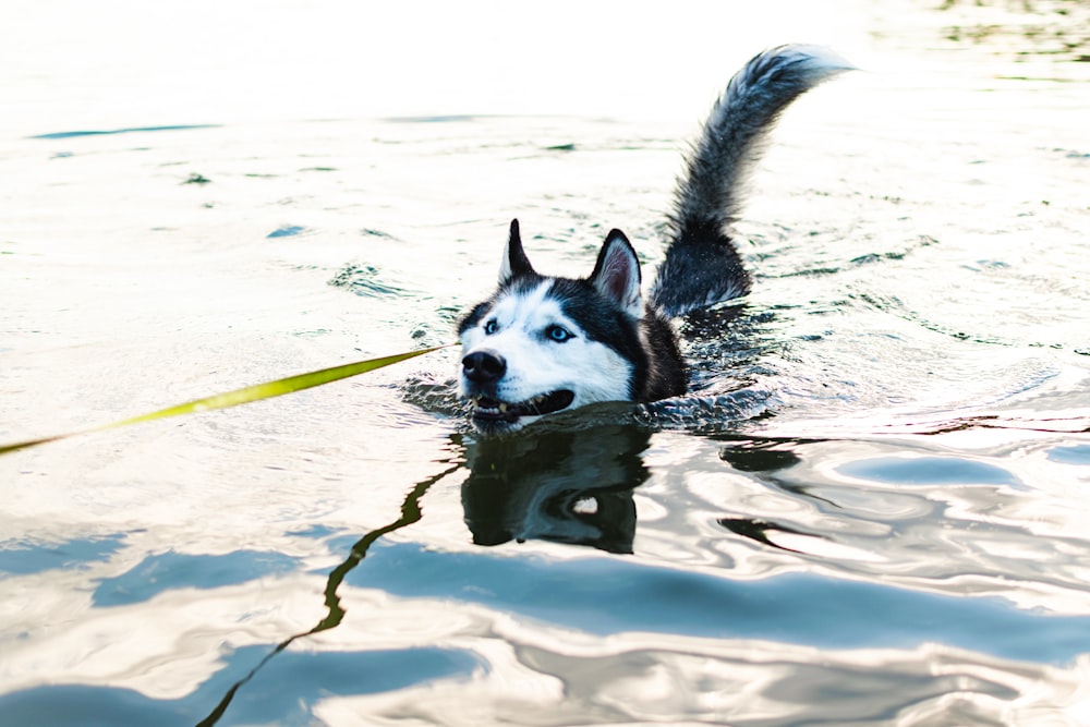 Husky sibérien dans l’eau pendant la journée