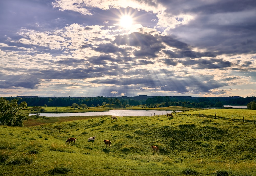 Menschen auf grünem Rasen unter weißen Wolken tagsüber