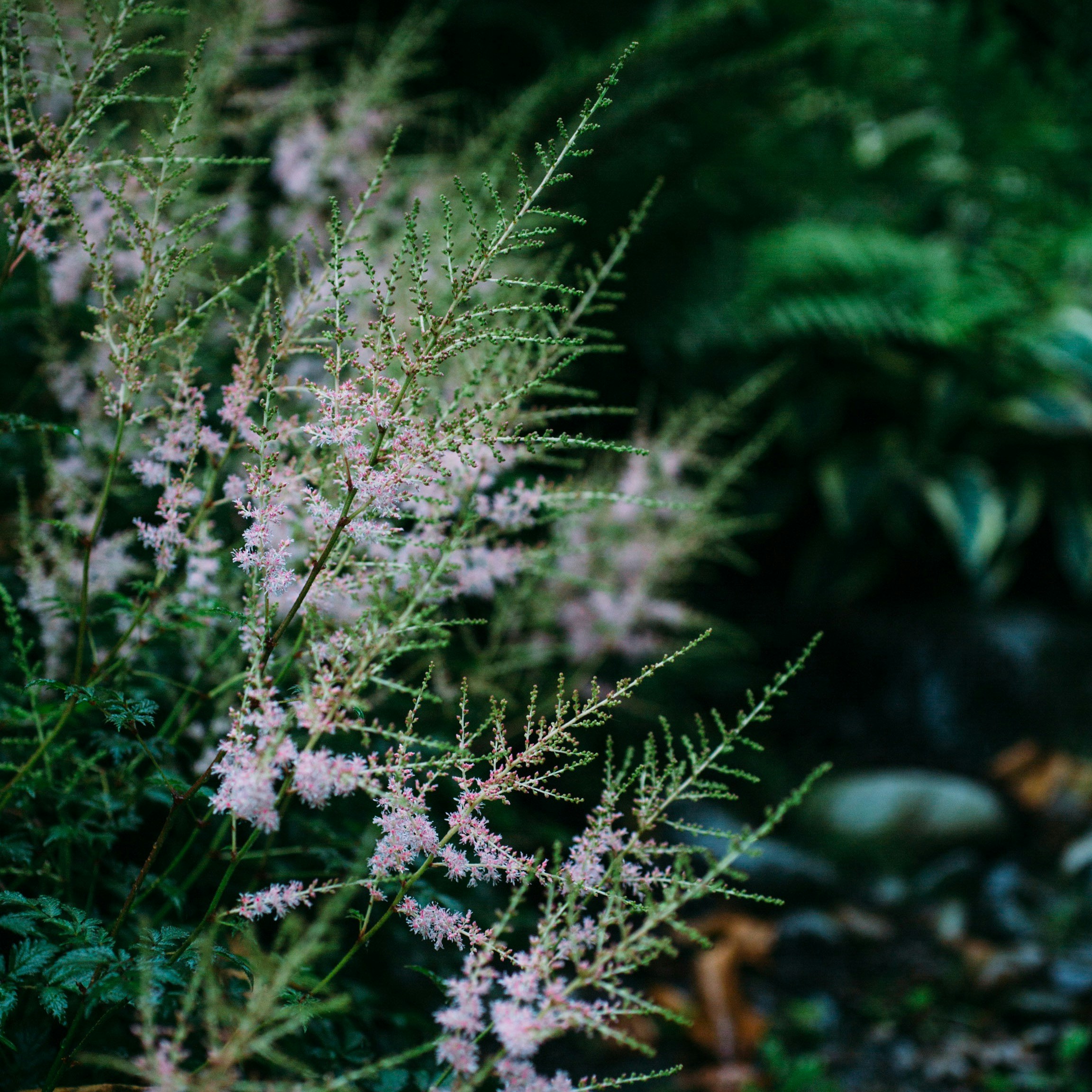 Photo by natureuninterrupted1