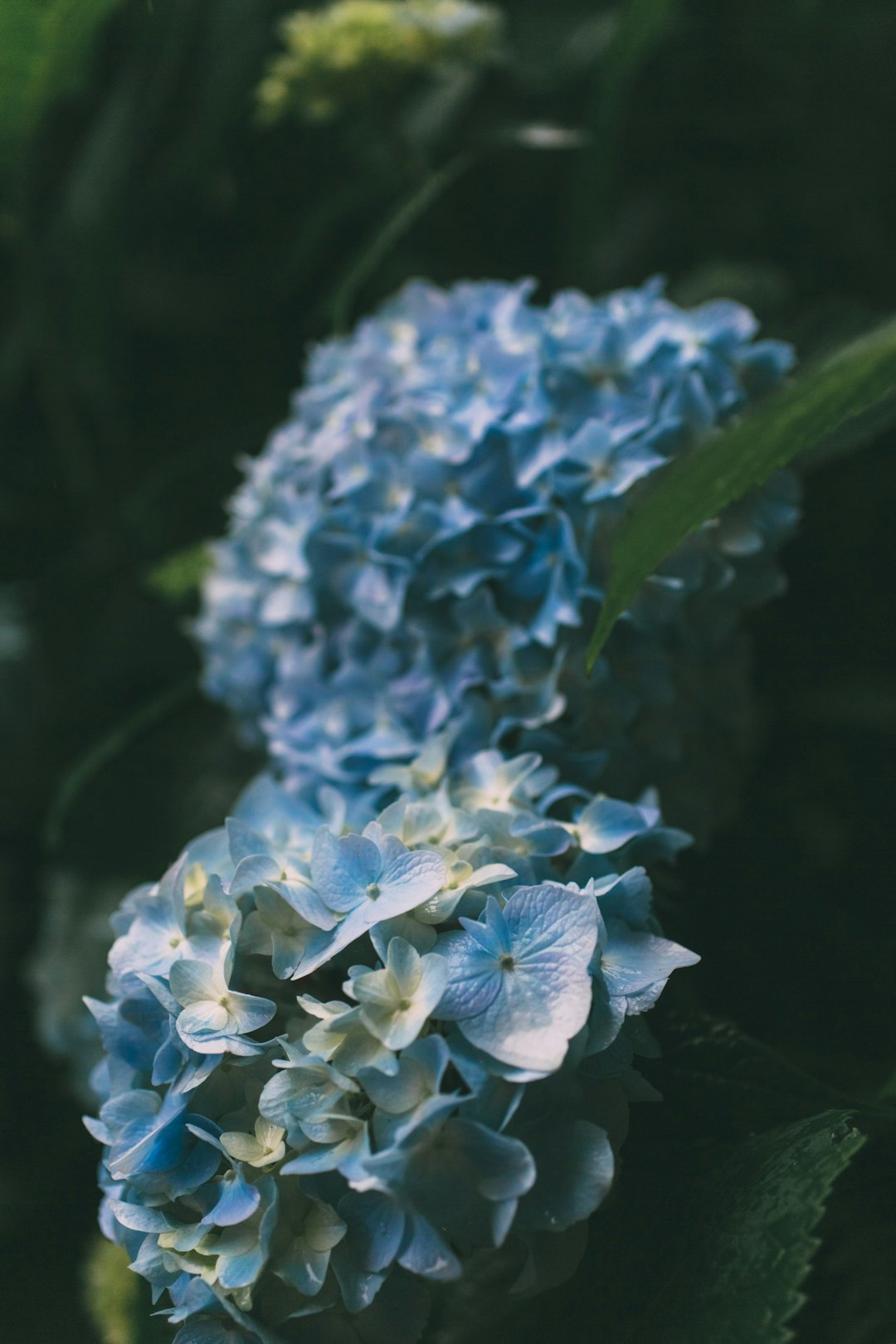 blue and white flower in close up photography