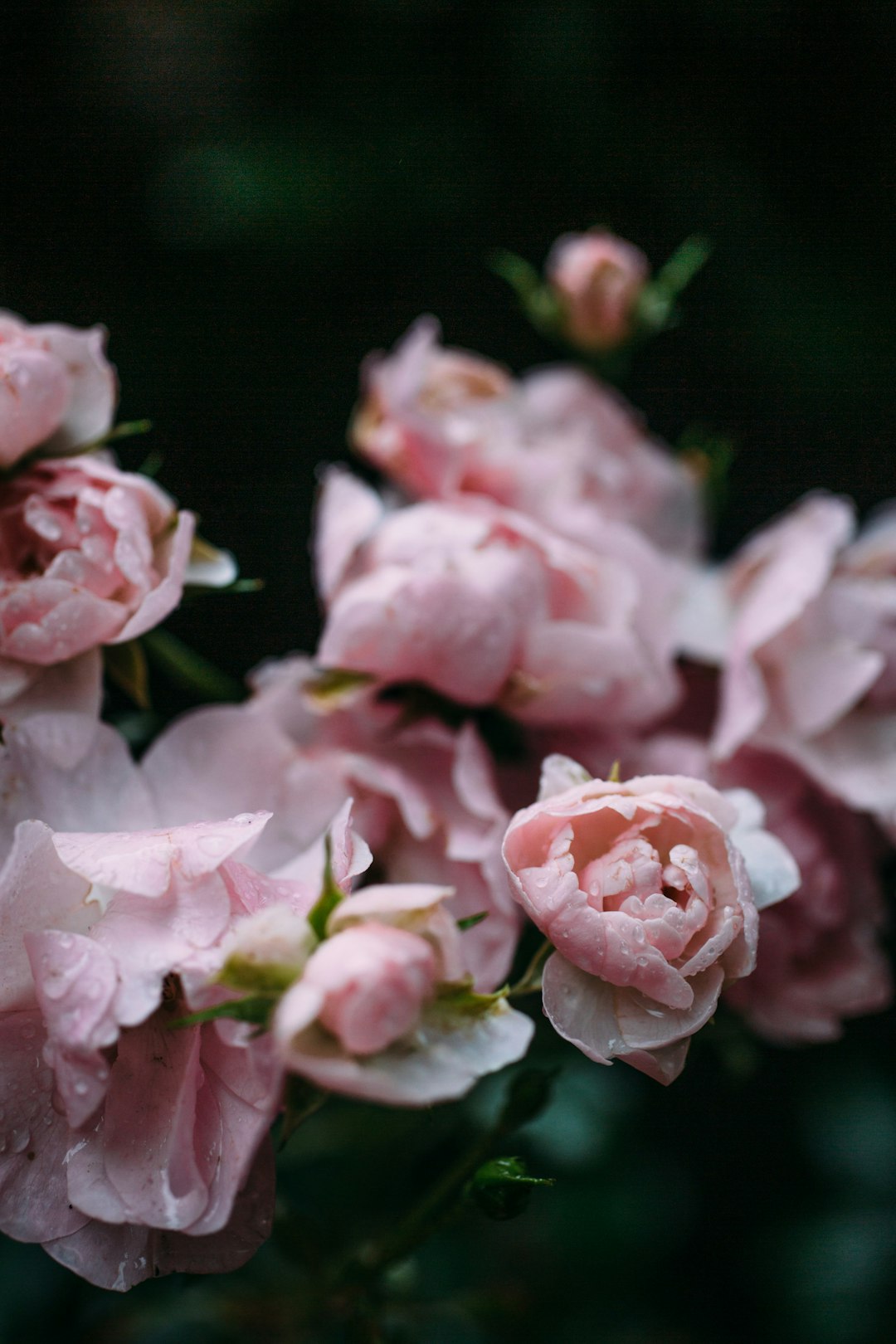 pink roses in close up photography